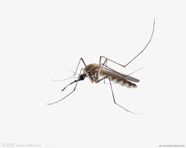 Aedes Culex Mosquito Larvae Under Control MDV Densovirus Bacillus thuringiensis