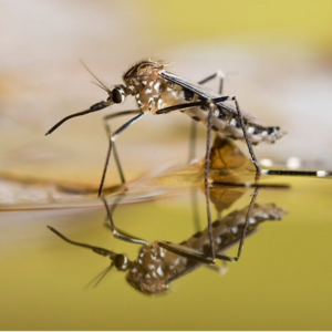 Insecticide Target Control Summer Water Aedes Mosquito Wigglers Export to France MDV