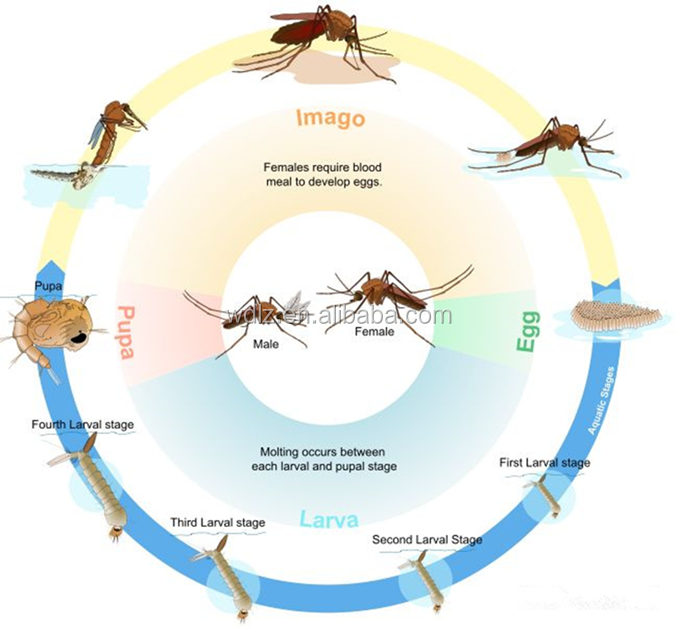 Insecticide kill mosquito larvae salt water powder form control the harm of wrigglers