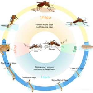 BTI kill mosquito larvae spray on water surface ponds water trays gutters trenches