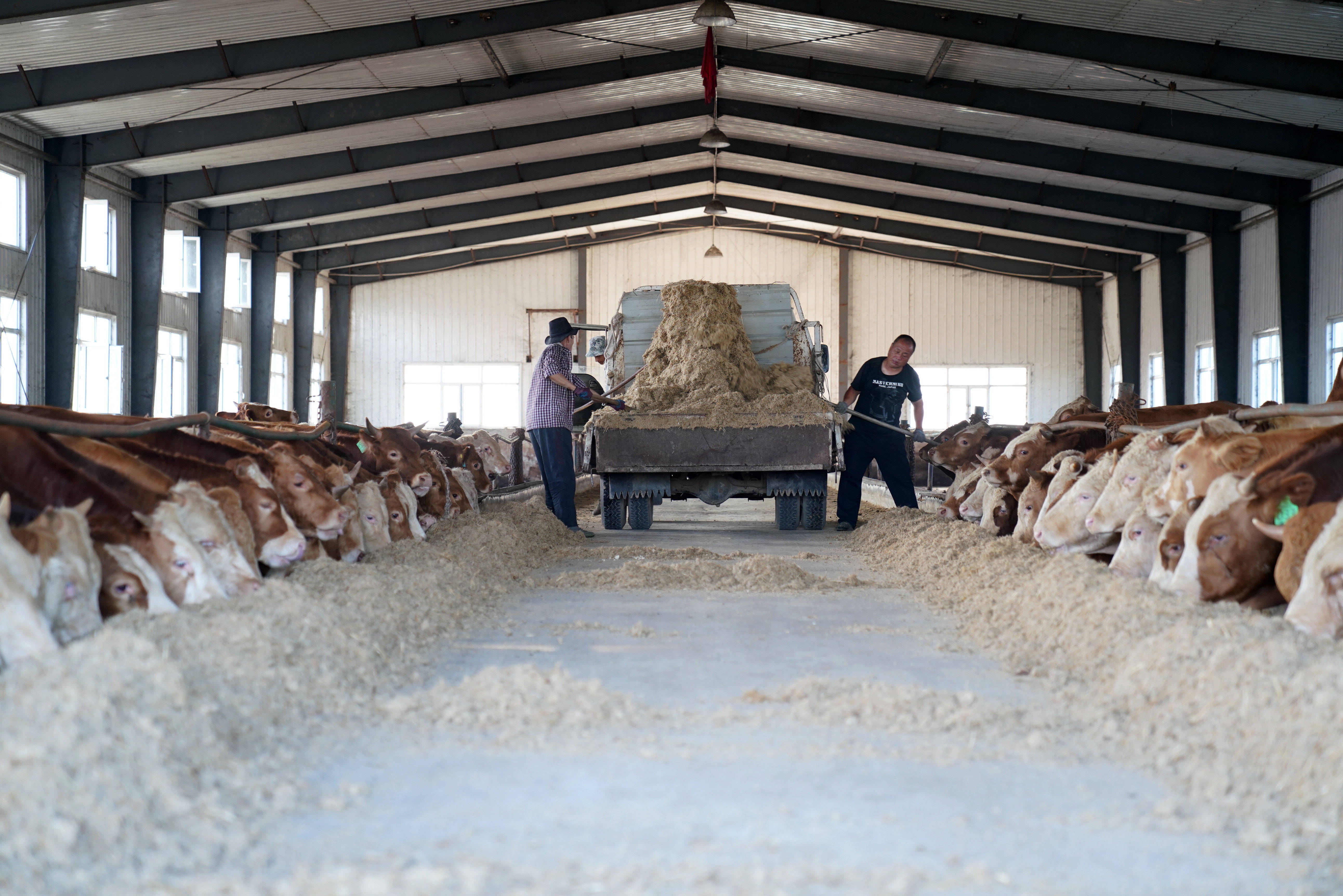 Metal Building Steel Structure Customized For Cattle Cow Shed / Sheep Shed / Piggy House With Cheapest Solution