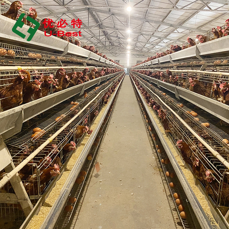 chicken cages poultry cage egg laying hen cages for Chicken Farm