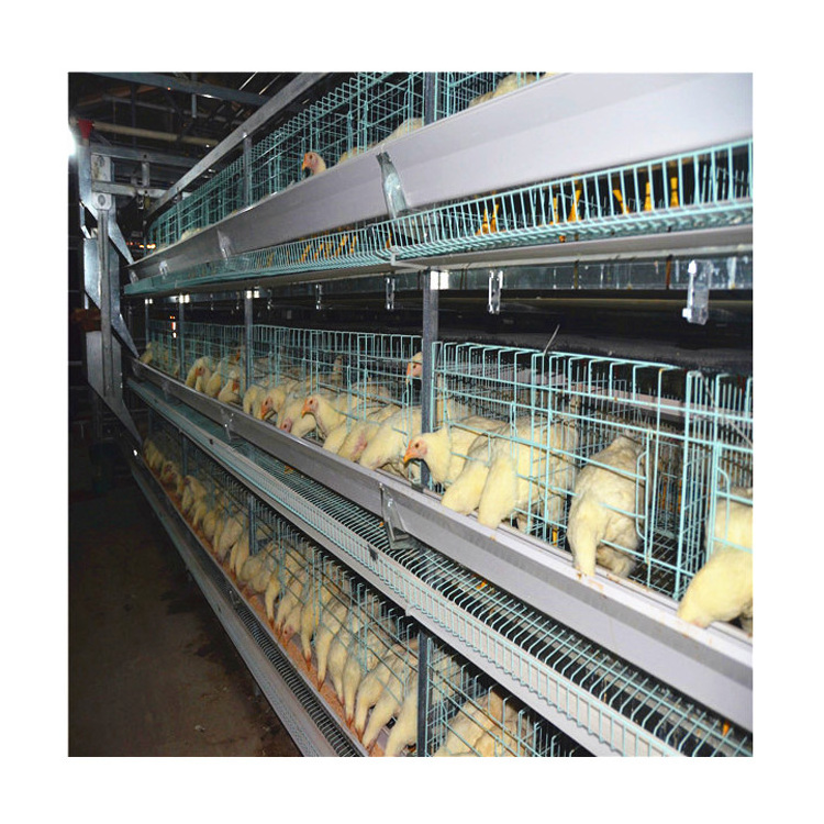 Factory sale Commercial broiler Chicken Cage and Chicken Farm Building Design Poultry House