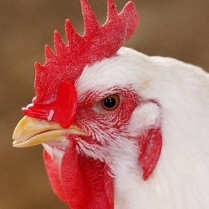 chicken glasses stop hen pecking fighting poultry eye protector anti-pecking Glasses Chicken Eye Cover