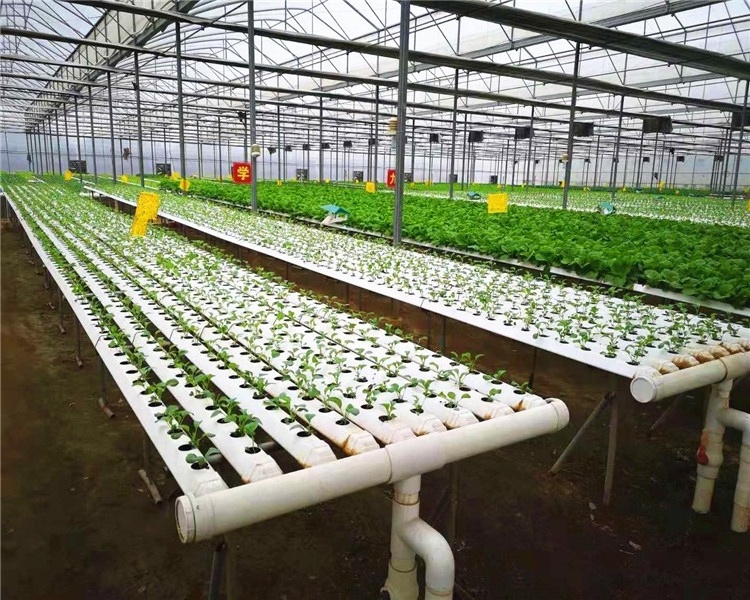 indoor hydroponic lettuce nft system grow trays hidroponica trough comercial lechuga cano canaleta hidroponia