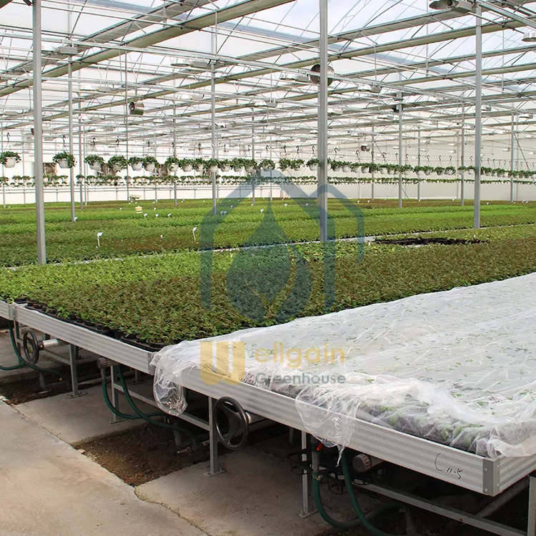 Greenhouse Ebb And Flow Seedbed Rolling Benches of Hydroponic System ebb and flow table