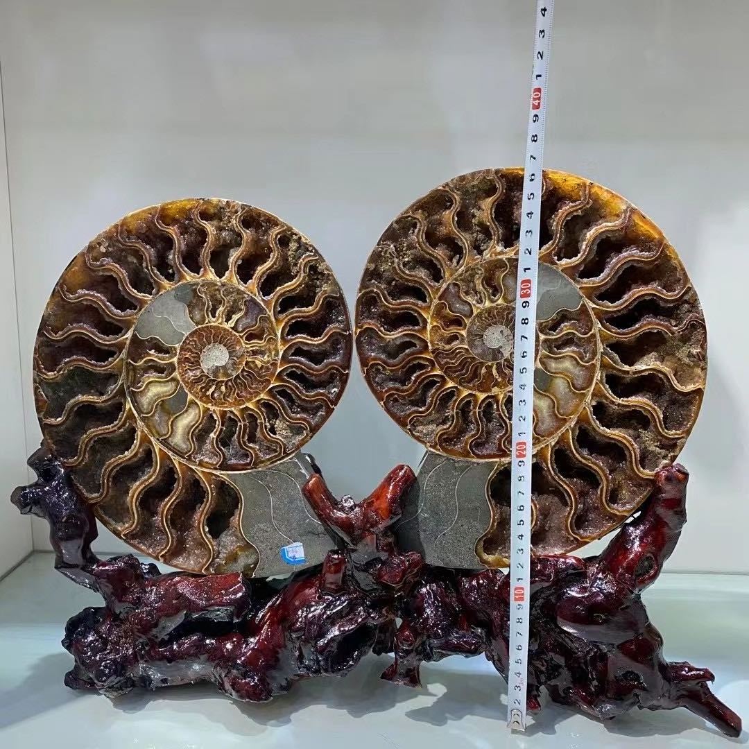 WEIFENG natural stone minerals ammonite fossil Crystal Crafts ammonite for home decoration