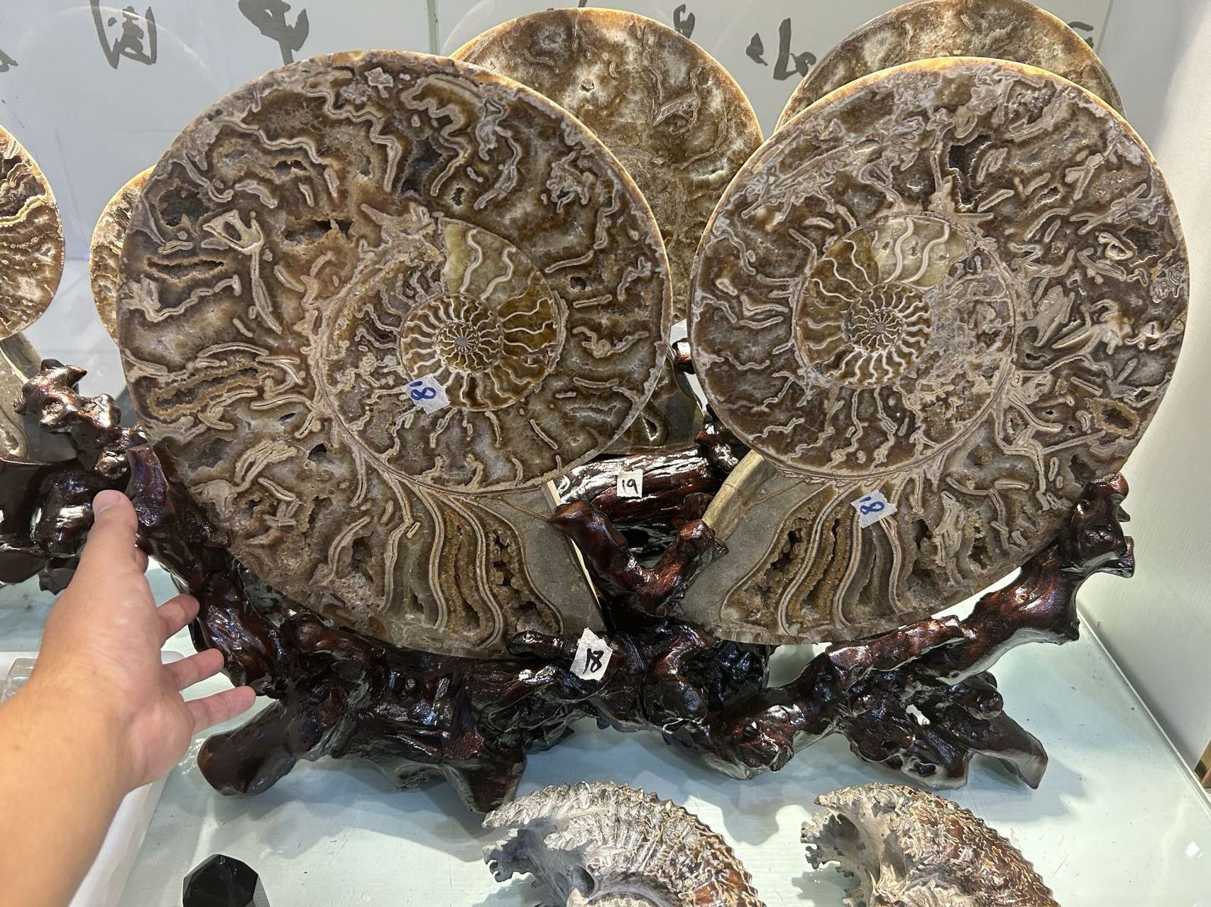 WEIFENG natural stone minerals ammonite fossil Crystal Crafts ammonite for home decoration