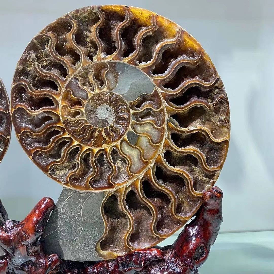 WEIFENG natural stone minerals ammonite fossil Crystal Crafts ammonite for home decoration