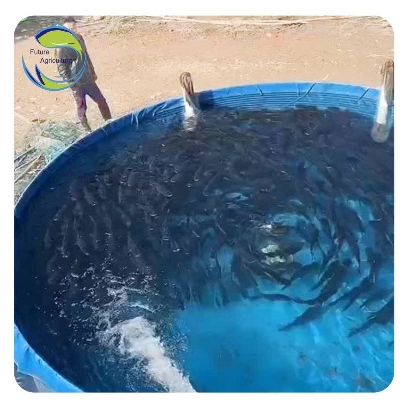 High Quality Fish Pool Farming Widely Used  Tilapia Fish Tank Outdoor Fish Farming Ponds