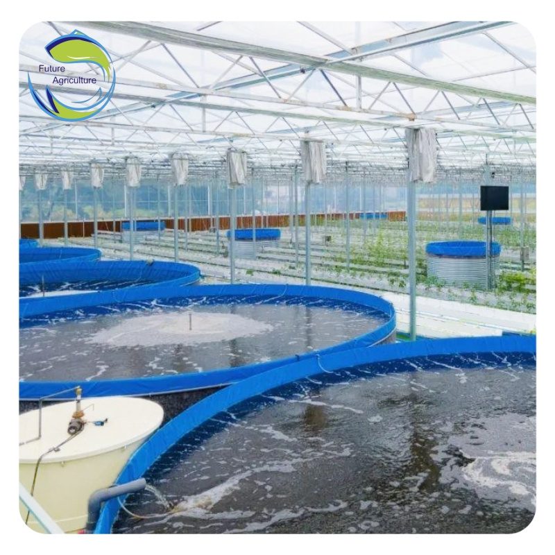 FTA Design Above Ground Fish Incubator Farming Aquaculture Equipment In Guangzhou Systems