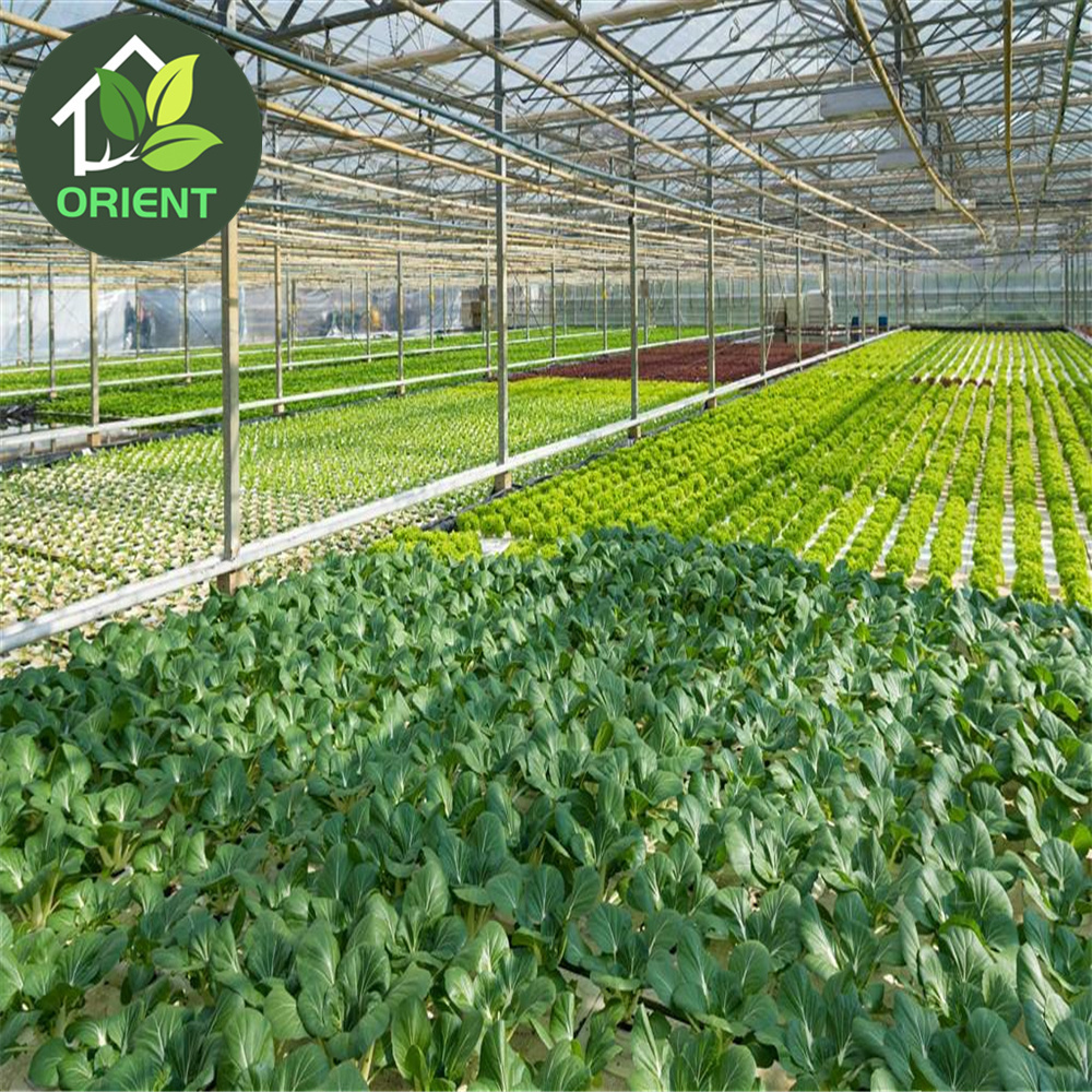 Hidroponica Greenhouse Growing Systems