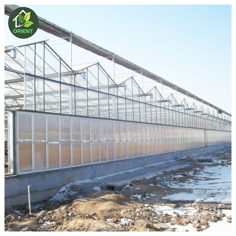 aquaponics growing systems of greenhouse with dutch bucket for agriculture