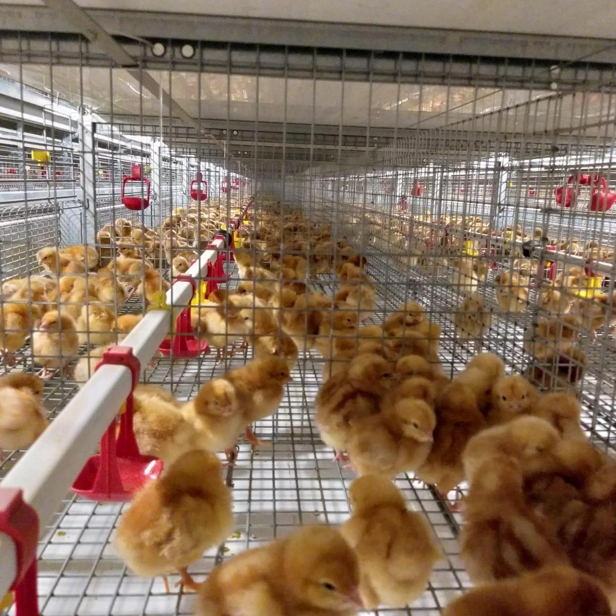 Broiler Chicken Cages Automatic Chicken Cage H Type Layer Chicken Cage