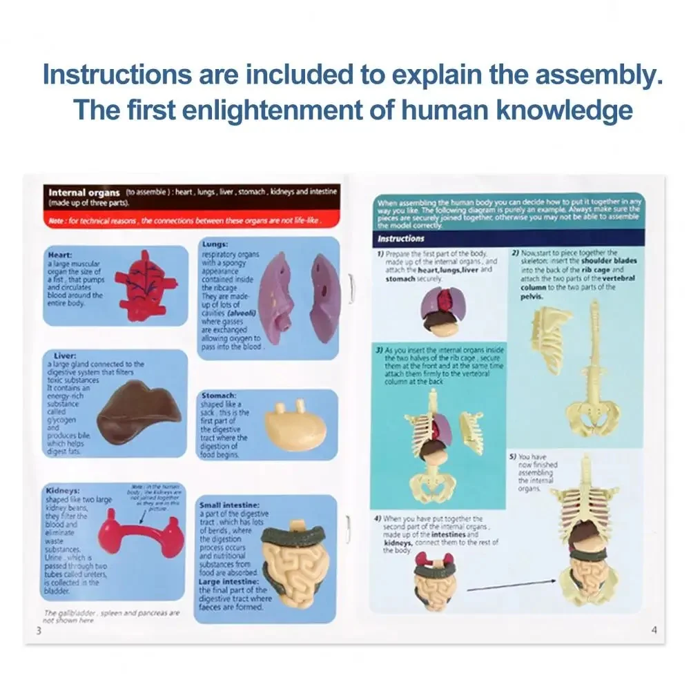 Human body organ assemble jigsaw skeleton anatomy model for teaching study tools toys children learning medical anatomy kits