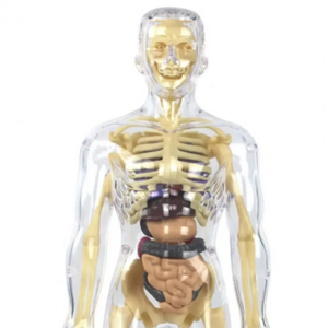 Human body organ assemble jigsaw skeleton anatomy model for teaching study tools toys children learning medical anatomy kits