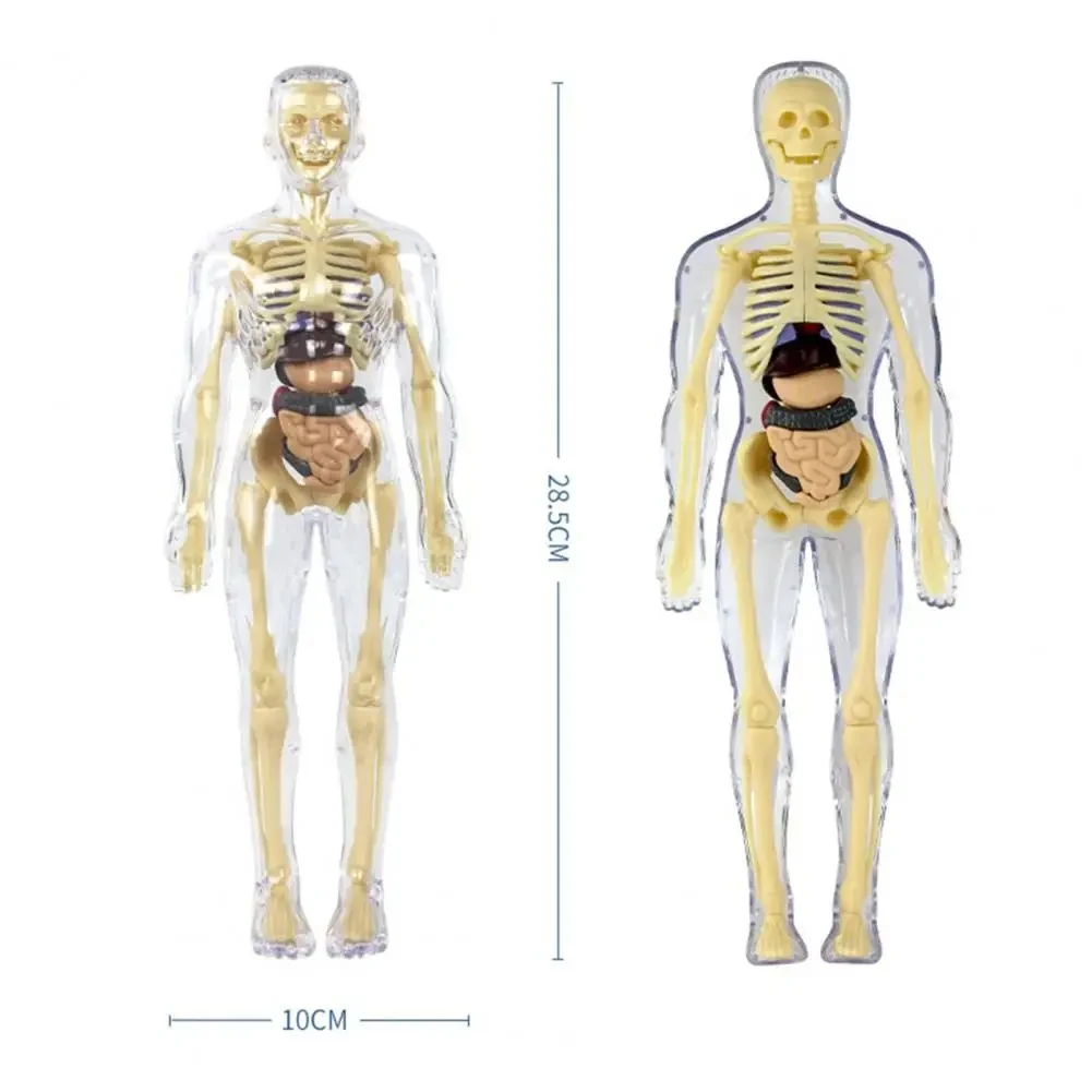 Human body organ assemble jigsaw skeleton anatomy model for teaching study tools toys children learning medical anatomy kits