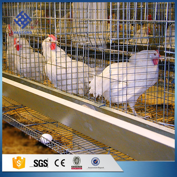 80 Chicken Farm Poultry Cages for Layer Chickens Mt 4 Tiers Layer Chicken Poultry Battery Cages 3 Months 20 Sets HT-CC010