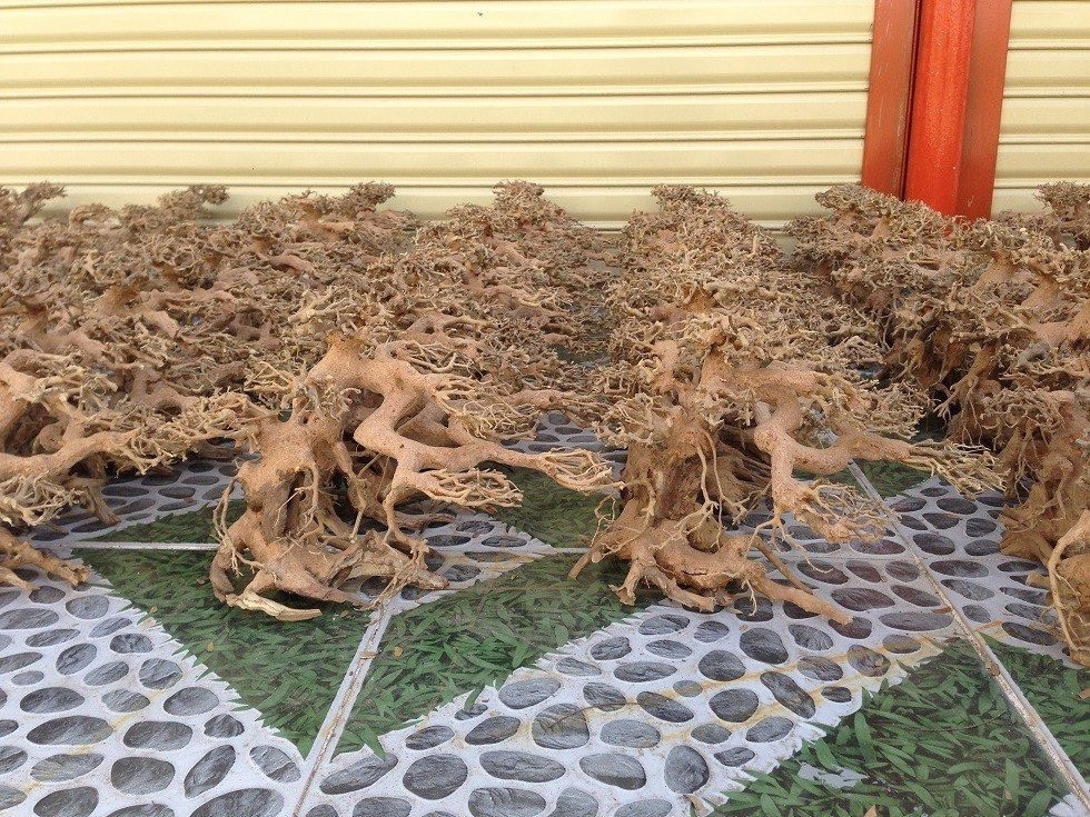 Wholesale Driftwood Grade Different Size Natural Wood Aquarium Decoration From VietNam