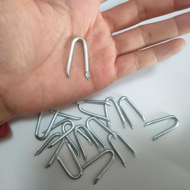 camping tent nails/galvanized U-shaped bright polished ring handle nail/U shaped Nail