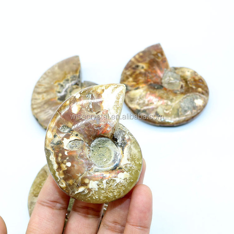 Wholesale natural Rainbow Ammonite Conch Fossils