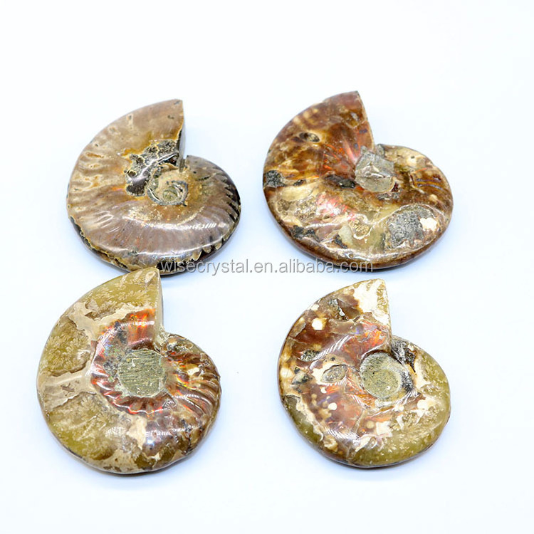 Wholesale natural Rainbow Ammonite Conch Fossils