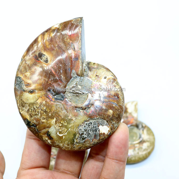 Wholesale natural Rainbow Ammonite Conch Fossils