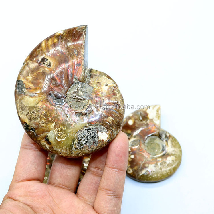 Wholesale natural Rainbow Ammonite Conch Fossils