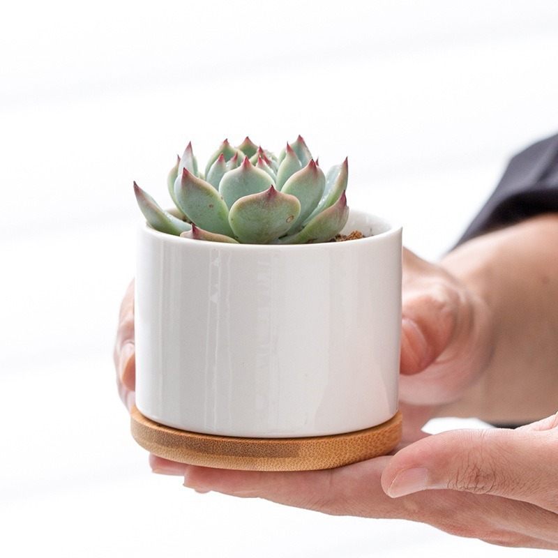 FP017 Sublimation Blank Coated Custom Succulent Planter Ceramic Flower Planter Pot with Bamboo Tray Desk Flowerpot in Bulk