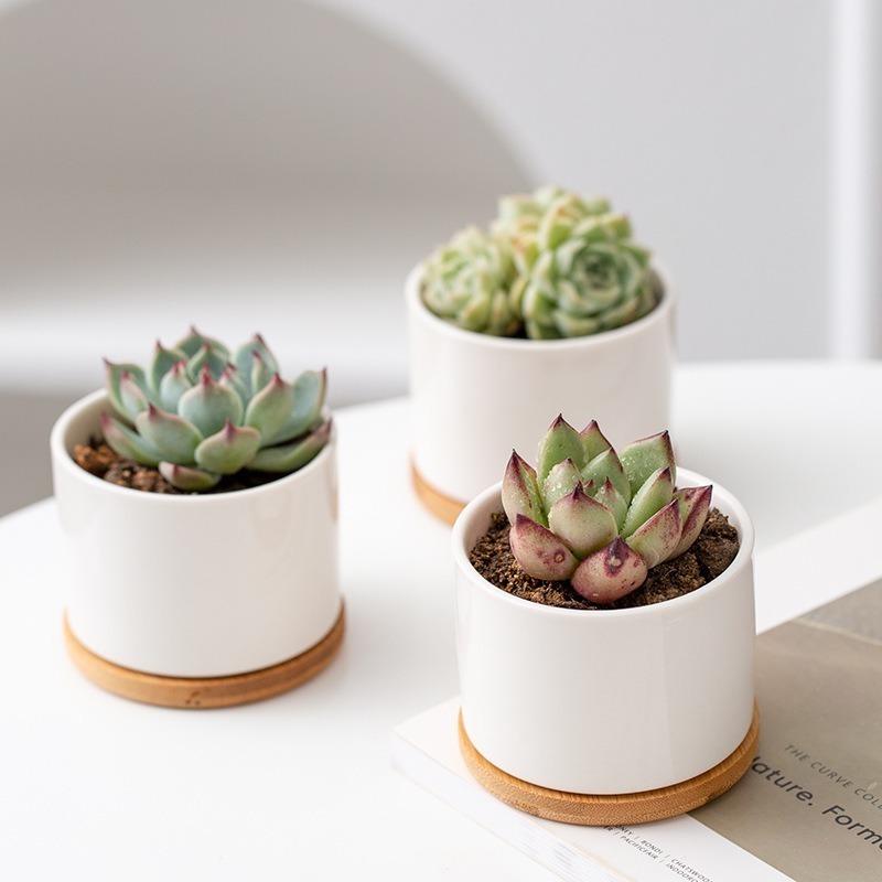 FP017 Sublimation Blank Coated Custom Succulent Planter Ceramic Flower Planter Pot with Bamboo Tray Desk Flowerpot in Bulk