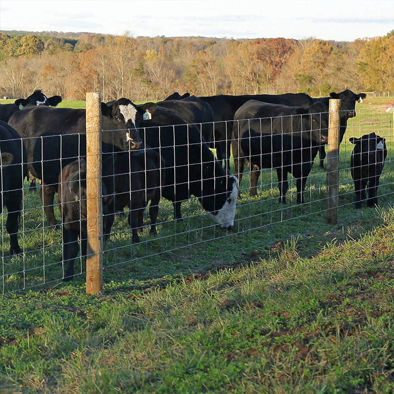 Offer Sample Strongest field cheap farm fence with factory price for cattle and goat