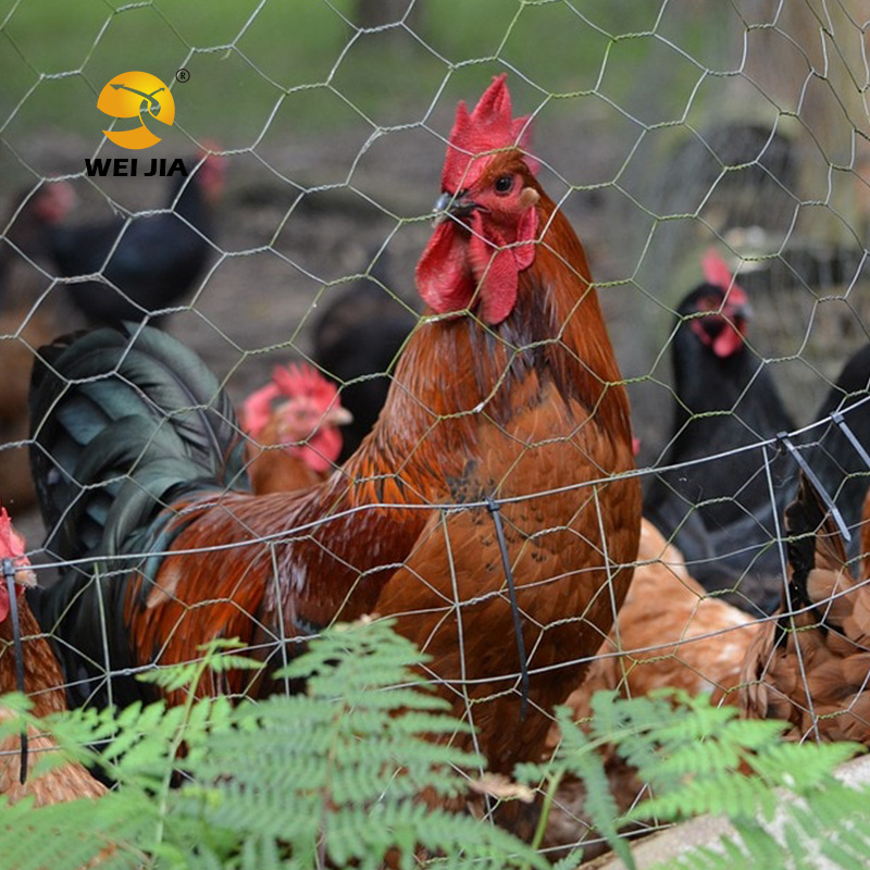 Factory direct Garden Fencing/Poultry Cage Used Hexagonal Wire Mesh Stainless Steel Chicken Wire Farm Rolled Poultry Netting