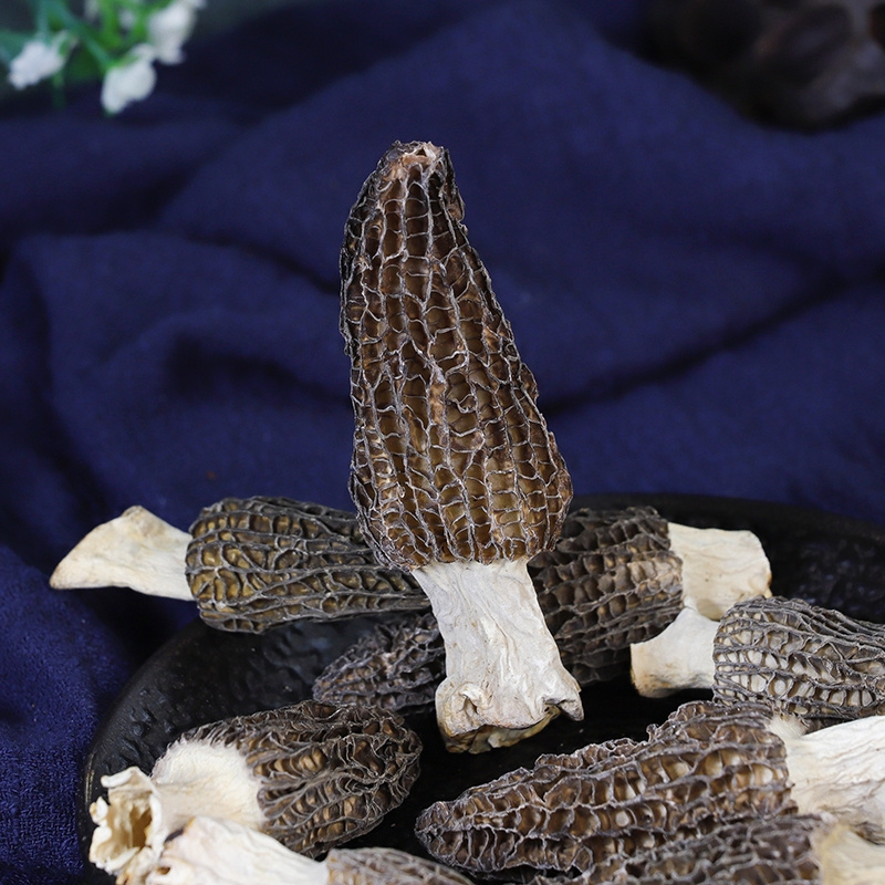 Wild Dried Morel Mushroom 40g Morchella Fungus