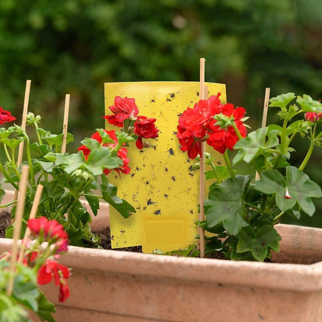 20-Pack Dual-Sided Yellow Sticky Traps for Flying Plant Insect Such as Fungus Gnats, Whiteflies, Aphids, Leafminers,Thrips