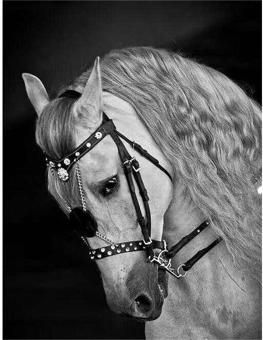 Wholesale Deluxe Competition Horse Bridle Horse Bridles