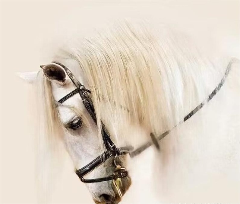 Wholesale Deluxe Competition Horse Bridle Horse Bridles