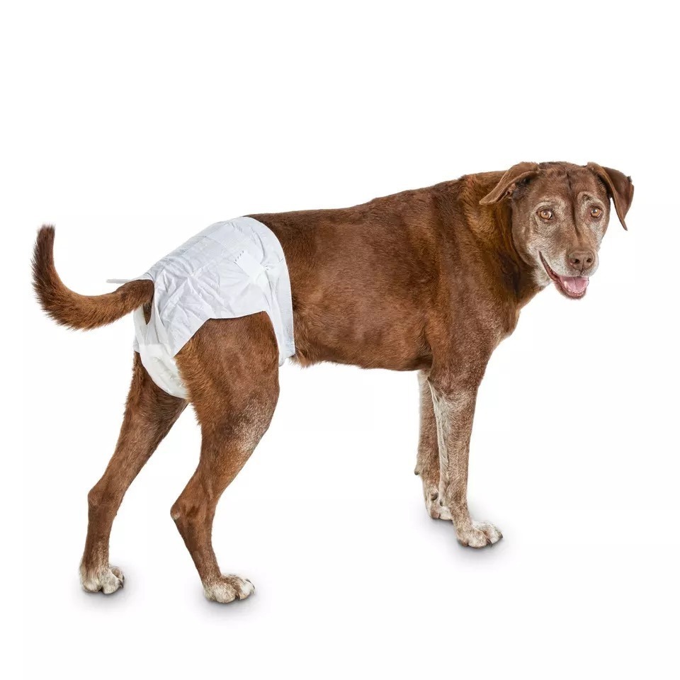 Wholesale Super Absorbent Disposable Quick Dry Surface Dog Diapers For Dogs In Heat