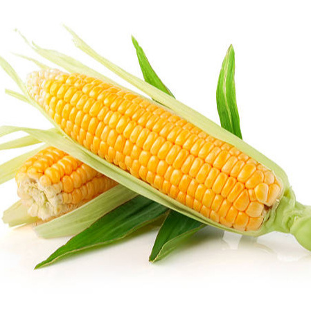 Corn & White Corn Fresh Sweet Corn 100% Natural Non-glutinous Vietnam Vietnamese Cheap Yellow 0.05 Cm 1000kgs Sealed 25 Kg 12%