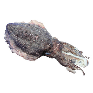 Best Quality Raw Frozen Cuttlefish Vietnam Squid A Grade Good Price