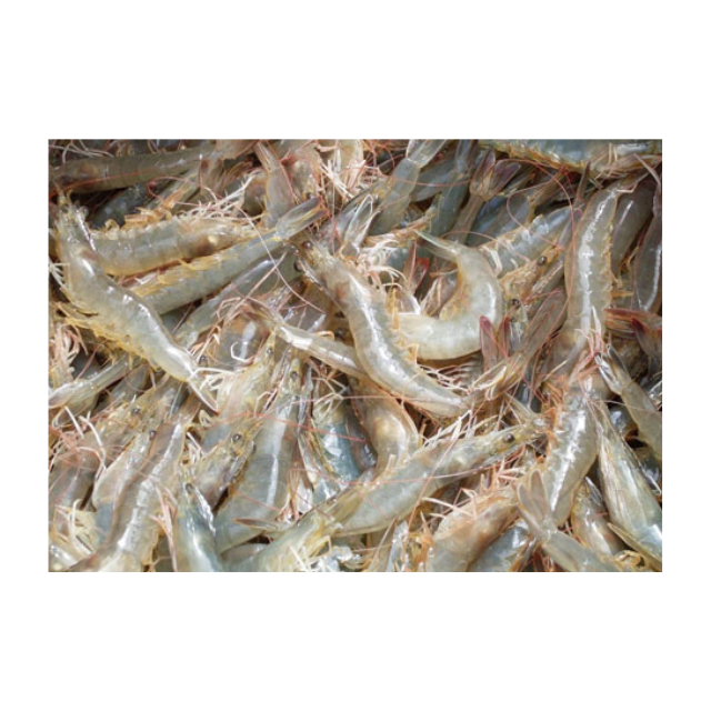 Frozen White Shrimp Wholesale Top Selling Seafood Vietnam Origin Raw Unpeeled Headless Frozen Vannamei Shrimp