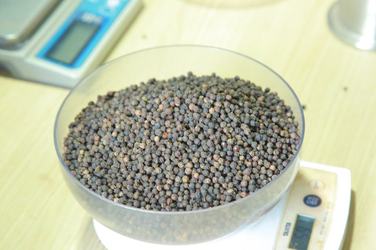 Organic Spicy Black Pepper with Best Price in Bulk Quantity Natural Vietnam Pepper Hot Selling Dried Black Pepper