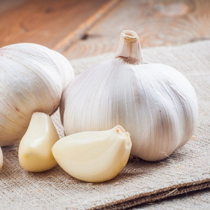 High Quality Natural Pure White Garlic