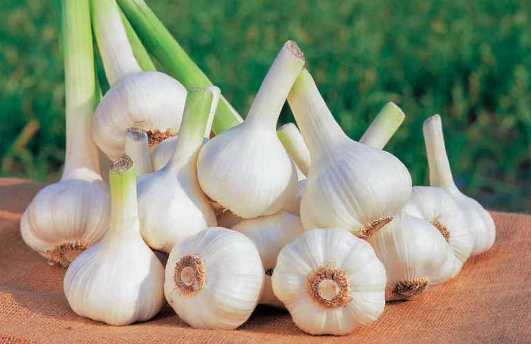 High Quality Natural Pure White Garlic