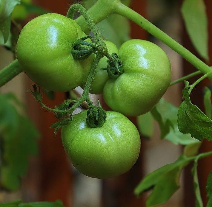 Cheap Price Fresh Oganic Tomatoes