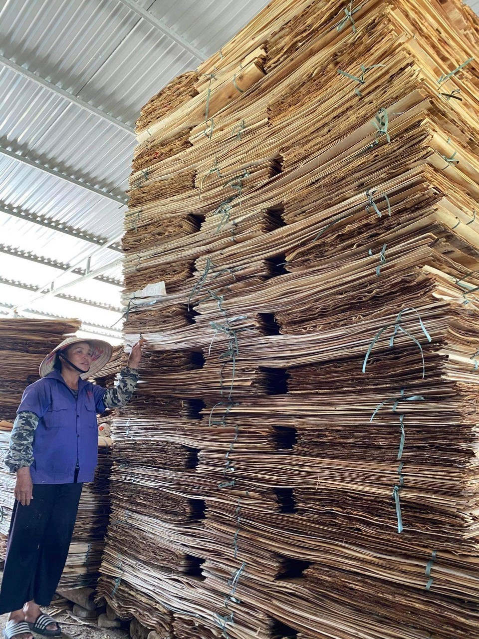 Vietnam 100% natural rotary cutting Acacia Wood Veneer