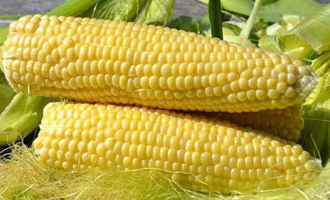 Corn & White Corn Fresh Sweet Corn 100% Natural Non-glutinous Vietnam Vietnamese Cheap Yellow 0.05 Cm 1000kgs Sealed 25 Kg 12%