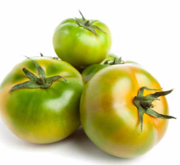 Cheap Price Fresh Oganic Green Tomatoes