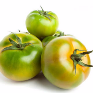 Cheap Price Fresh Oganic Green Tomatoes