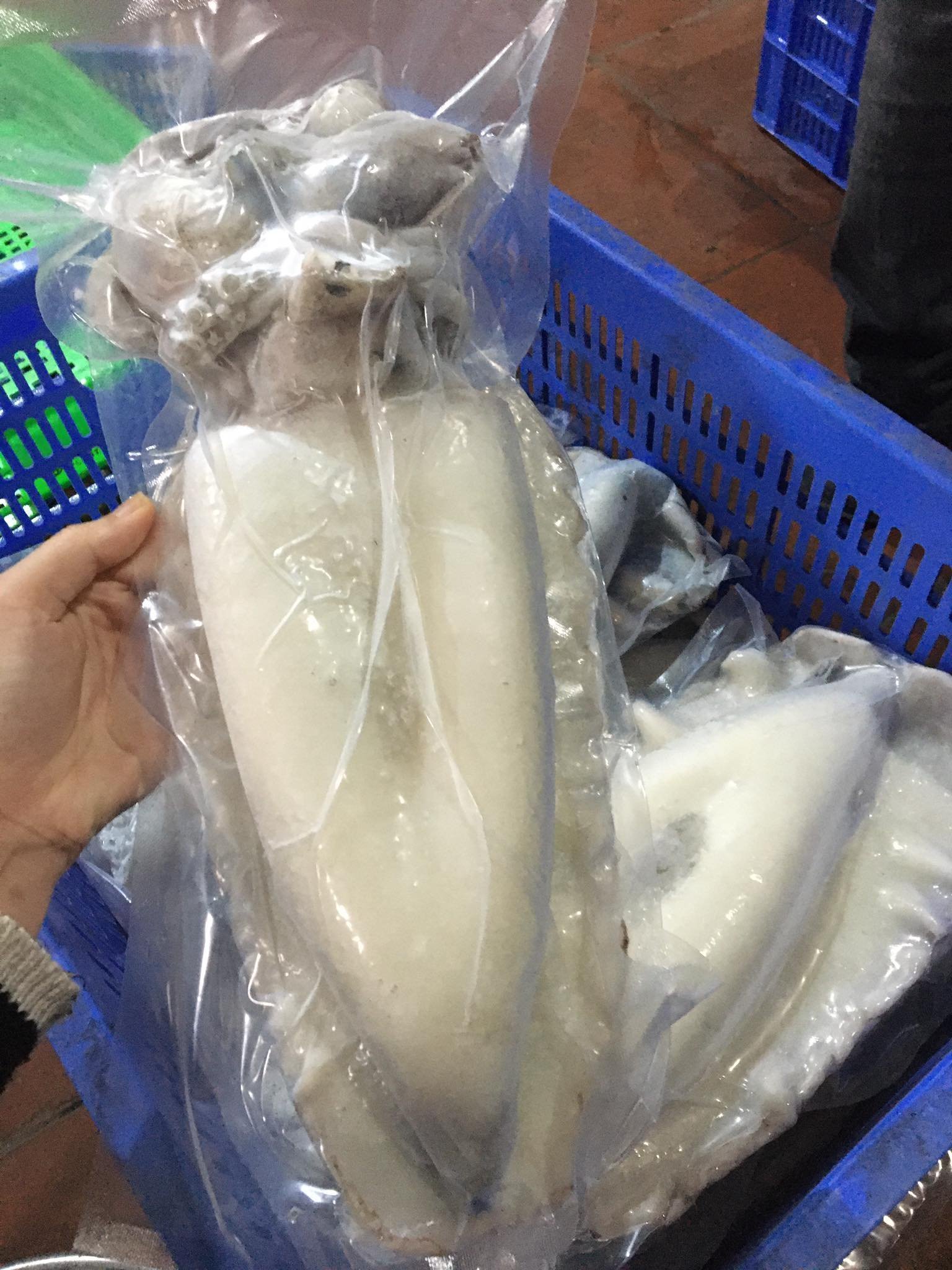 Best Quality Raw Frozen Cuttlefish Vietnam Squid A Grade Good Price