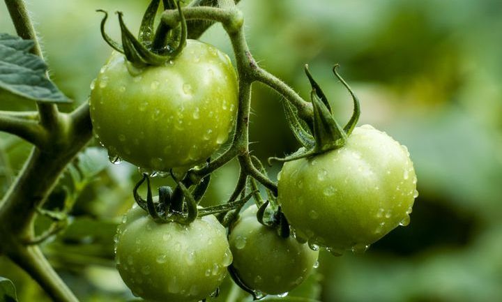 Cheap Price Fresh Oganic Tomatoes